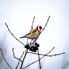 Goldfinch (Carduelis carduelis) in winter.
