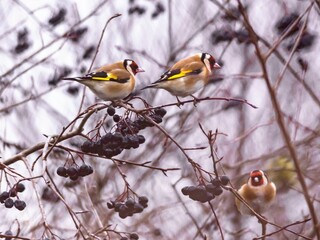 Goldfinches (Carduelis carduelis) in winter.