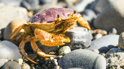 close up of crab