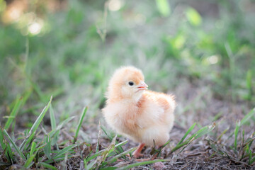 A chicken baby in the garden