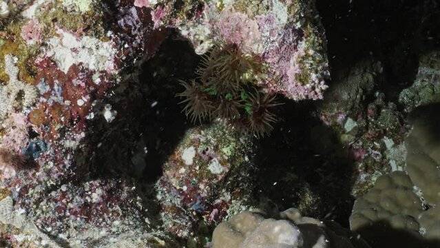 Crown-of-thorns starfish over of the Coral Reef in the Red Sea in Egypt in a night dive