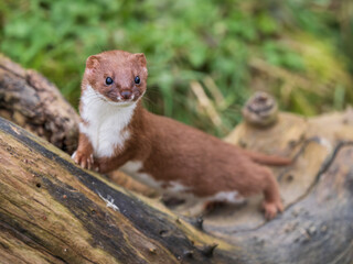 Juvenile Weasel Looking Out  a Hole