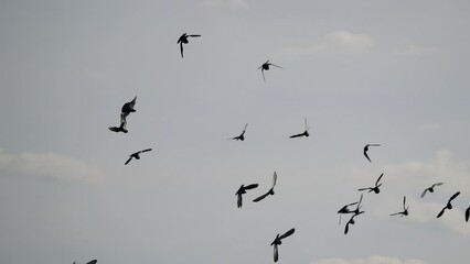 Flock of pigeons flies in the sky over the lake. Birds of the world.
