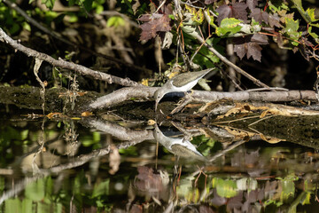 Spotted Sandpiper - actitis macularius in its natural environment when looking for food.