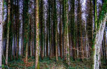 Pine forest in the French Ardennes (Pinus sylvestris)
