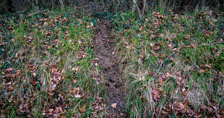 Animal trail with footmarks of a deer
