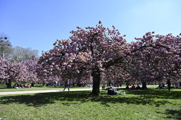 Les cerisiers en fleurs au Printemps