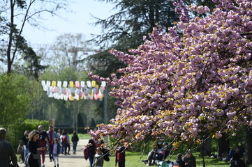 Les cerisiers en fleurs au Printemps