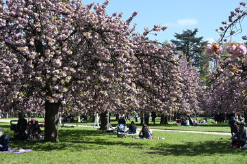 Les cerisiers en fleurs au Printemps