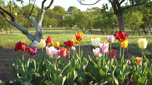 A flower bed close-up view with blooming colorful tulips in a landscape design of the horticultural garden. Suburban park-like greenery environment background on a windy, sunny day of spring.