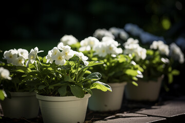Garden white flowers in pots. Seedlings and gardening. White day