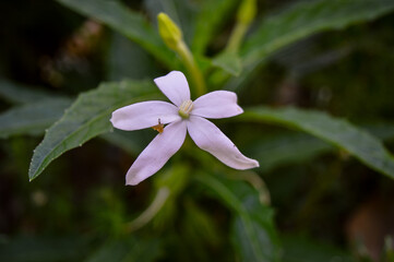 Fototapeta premium Kitolod (Isotoma longiflora) is a plant that is commonly used as a medicinal plant by the community.
