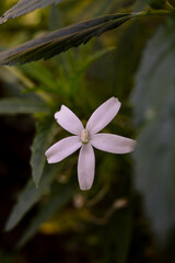 Fototapeta premium Kitolod (Isotoma longiflora) is a plant that is commonly used as a medicinal plant by the community.