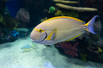 Coral , tropical fish - Acanthurids (Surgeonfish) 
