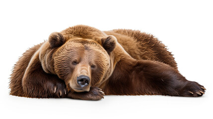 Sleeping Grizzly Bear isolated on white background