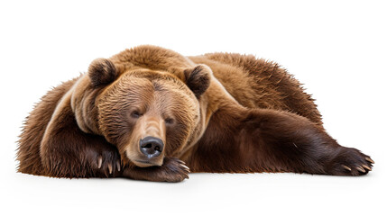 Fototapeta premium Sleeping Grizzly Bear isolated on white background