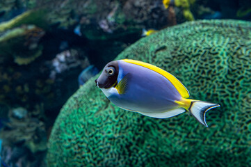 Fototapeta na wymiar Tropical coral, sea fish - Powder blue tang