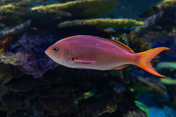Tropical coral, sea fish