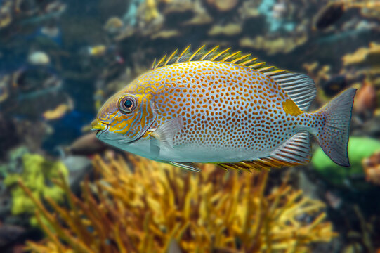 Tropical sea fish - Yellow Spot rabbitfish Siganus guttatus 