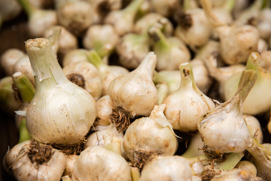 green fresh garlic bulbs for sale at the markets
