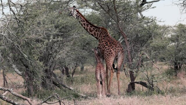 Wild majestic tall Maasai Giraffe with baby in the savannah in the Serengeti National Park, Tanzania, Africa. Baby wants to drink milk from her mama. 4k