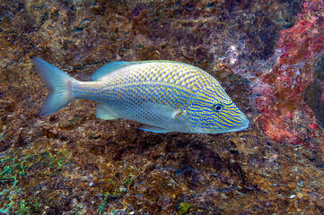 Sea fish, White Grunt - Haemulon plumierii 