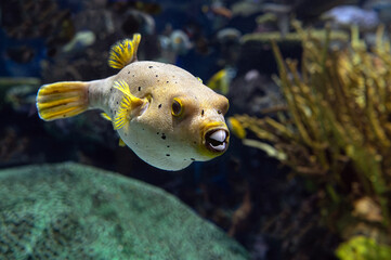Puffer fish - coral, tropical fish