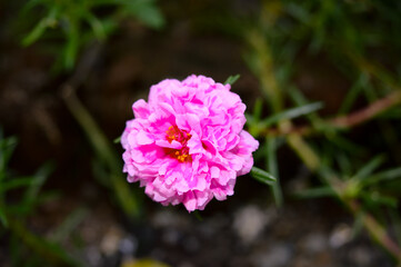 Rose purslane or rose moss is an ornamental plant belonging to the Portulacaceae family. This plant is also called the nine o'clock flower because the flowers generally bloom at nine in the morning.