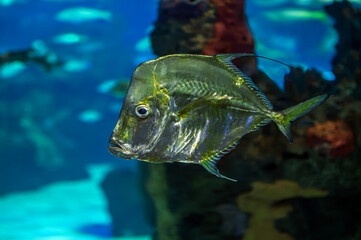 Fish Silver Moonfish, Lookdowns-Selene vomer