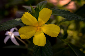 Obraz premium Turnera ulmifolia or known as the eight o'clock flower is a species of flowering plant from the genus of the eight o'clock flower (Turnera).
