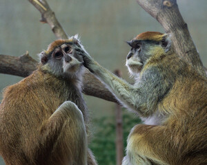 Mother Monkey Cleaning Her Offspring