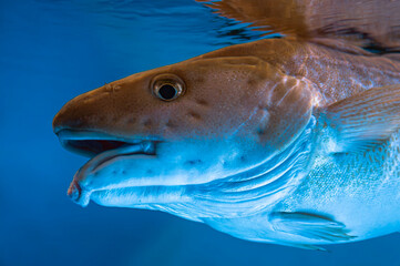 Atlantic Cod, Gadus morhua, 