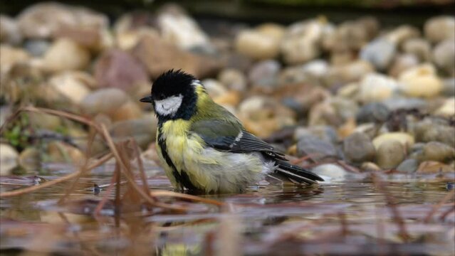 A Great Tit bathing in the water