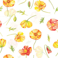 Watercolor colorful poppies pattern. Pattern isolated on a transparent background. Hand painting illustration for interior decoration, textile printing