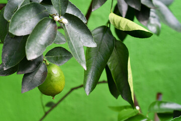 Limón cultivado en casa de forma orgánica.