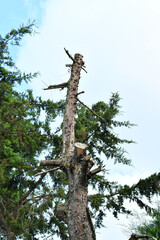 Árbol marchito, concepto de deforestación, cuidado del medio ambiente y recursos naturales.