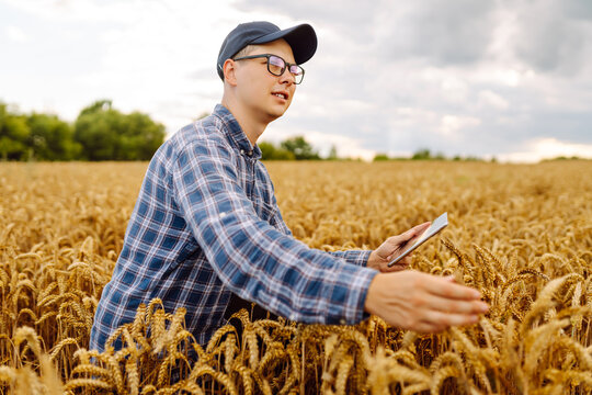 Farmer in a wheat field checking crop. Harvesting, organic farming concept