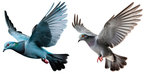 Set of gray dove flying, isolated on transparent background