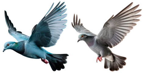 Fotobehang Set of gray dove flying, isolated on transparent background © juliiapanukoffa