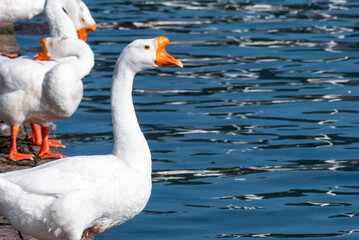 琵琶湖のガチョウ　滋賀県大津市浜大津港
