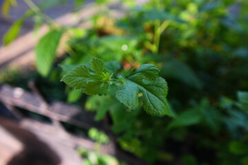 Beautiful plants with fresh leaves.