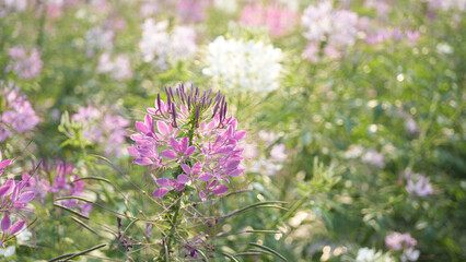 spider flower, Cleome pink flower