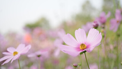 Fototapeta premium Pink delicate cosmos flower at the field
