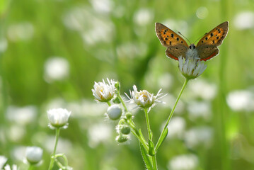 雨上がりの草むらにベニシジミ　滋賀県大津市