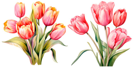 Fototapeta premium Set of watercolors tulip, isolated on transparent background. Floral watercolor illustration, spring flowers