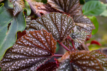 Begonia maculata (maculata meaning "spotted"), the polka dot begonia is a species of begonia. Begonia maculata has green oblong leaves with silver dots. The undersides of the leaves are red-purple.