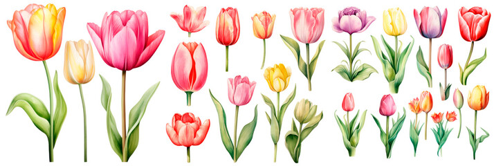 Obraz premium Set of watercolors tulip, isolated on transparent background. Floral watercolor illustration, spring flowers