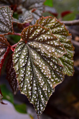 Begonia maculata (maculata meaning "spotted"), the polka dot begonia is a species of begonia. Begonia maculata has green oblong leaves with silver dots. The undersides of the leaves are red-purple.