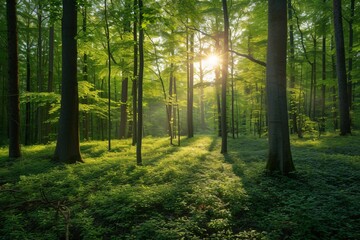 Beautiful forest in spring with bright sunlight shining