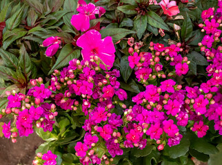 
Purple color Impatiens New Guinea Hybrid pot plant in full blossom